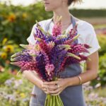 Russell Lupine Seeds - Image 2
