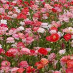 Shirley Poppy Seeds - Falling in Love - Image 2