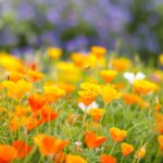 California Poppy Seeds - Orange - Image 2