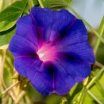 Morning Glory Seeds - Knowlians Black - Image 2
