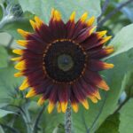 Sunflower Seeds - Shock-o-Lat - Image 2