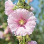 Hollyhock Seeds - Henry VIII - Pink - Image 2