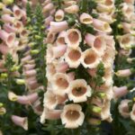 Foxglove Seeds - Apricot Beauty - Image 2