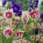Columbine Seeds - Nora Barlow - Image 2