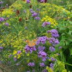 Verbena Seeds - Purpletop - Image 2