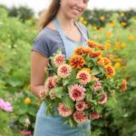 Zinnia Seeds - Swizzle Cherry & Ivory - Image 2
