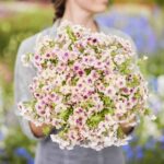 Annual Phlox Seeds - Cherry Caramel - Image 2
