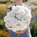 Aster Seeds (Peony Duchess) - White - Image 2