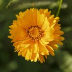 Lance-Leaf Coreopsis Seeds - Sunburst - Image 2