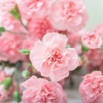 Carnation Seeds - La France - Image 2