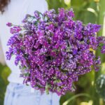 Statice Seeds - Twilight - Image 2