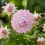 Strawflower Seeds - Silvery Rose - Image 2