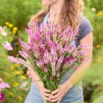 Celosia Seeds - Flamingo Feather - Image 2