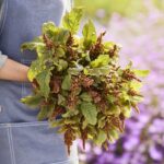 Amaranthus Seeds - Hot Biscuits - Image 2