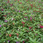 Balsam Seeds - Impatiens - Image 2