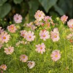 Cosmos Seeds - Apricotta - Image 2