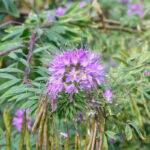 Rocky Mountain Beeplant (Wild Cleome) - Image 2