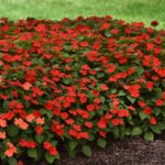 Impatiens Seeds - Beacon Bright Red - Image 2