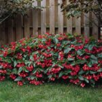 Begonia Seeds - Dragon Wing Red - Image 2