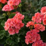 Geranium Seeds - Horizon Deep Salmon - Image 2