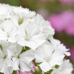 Sweet William Seeds - Albus - Image 2
