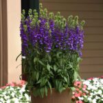 Lobelia Seeds - Starship Blue - Image 2