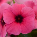 Vinca Seeds - Tattoo™ Raspberry - Image 2