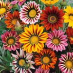 Gazania Seeds - Sunshine Mix - Image 2