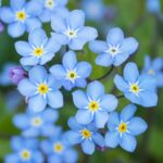 Forget Me Not Seeds - Blue - Image 2