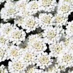 Candytuft Seeds - Empress - Image 2