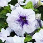 Petunia Seeds - Silver Blue - Image 2