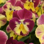 Pansy Seeds - Cool Wave Strawberry Swirl - Image 2