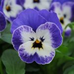 Viola Seeds - Sorbet XP Delft Blue - Image 2