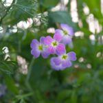 Virginia Stock Seeds - Image 2