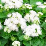 Ageratum Seeds - Dondo White - Image 2
