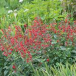 Scarlet Sage Seeds - Image 2