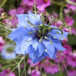 Love in a Mist Seeds - Blue - Image 2