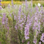 Larkspur Seeds - Misty Lavender - Image 2