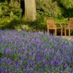 Angelonia Seeds - Serena Blue - Image 2