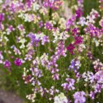 Toadflax / Spurred Snapdragon Seeds - Image 2