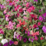 Clarkia Seeds - Mixed - Image 2
