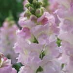 Snapdragon Seeds - Legend Light Pink - Image 2