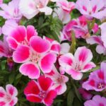 Godetia / Farewell To Spring Seeds - Image 2