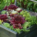 Sempervivum Seeds - Hippie Chicks Mix - Image 2