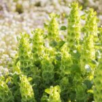 Bells of Ireland Seeds - Image 2
