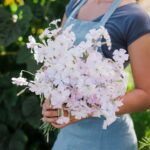 Agrostemma Seeds - Light Rose - Image 2