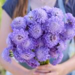 Scabiosa Seeds - Blue Cockade - Image 2