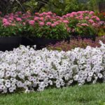 Pentas Seeds - Lucky Star® Deep Pink - Image 2