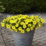 Petchoa Seeds - Caliburst™ Yellow - Image 2
