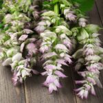 Clary Sage Seeds - Bluish-White - Image 2